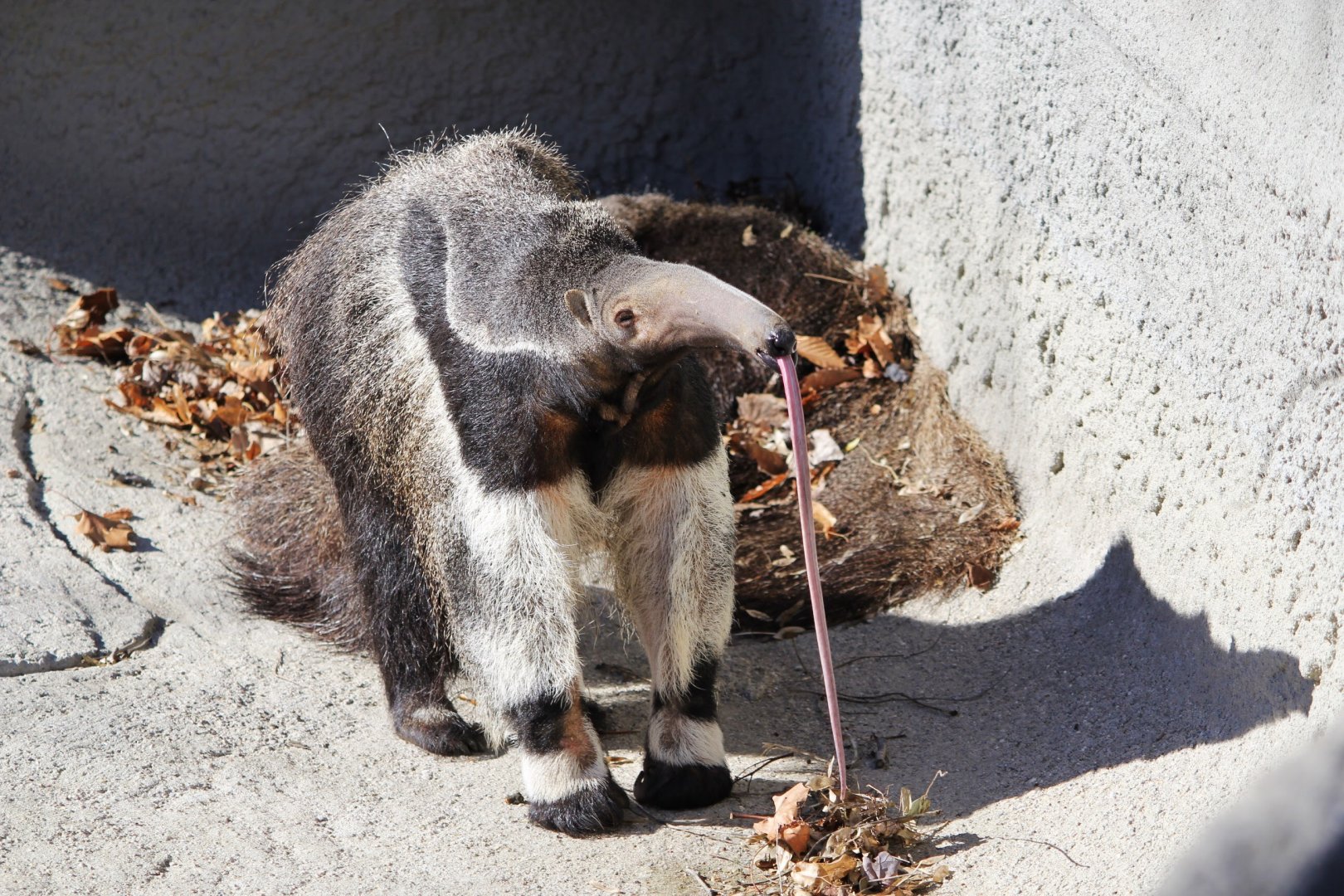 Giant Anteater, Detroit Zoo