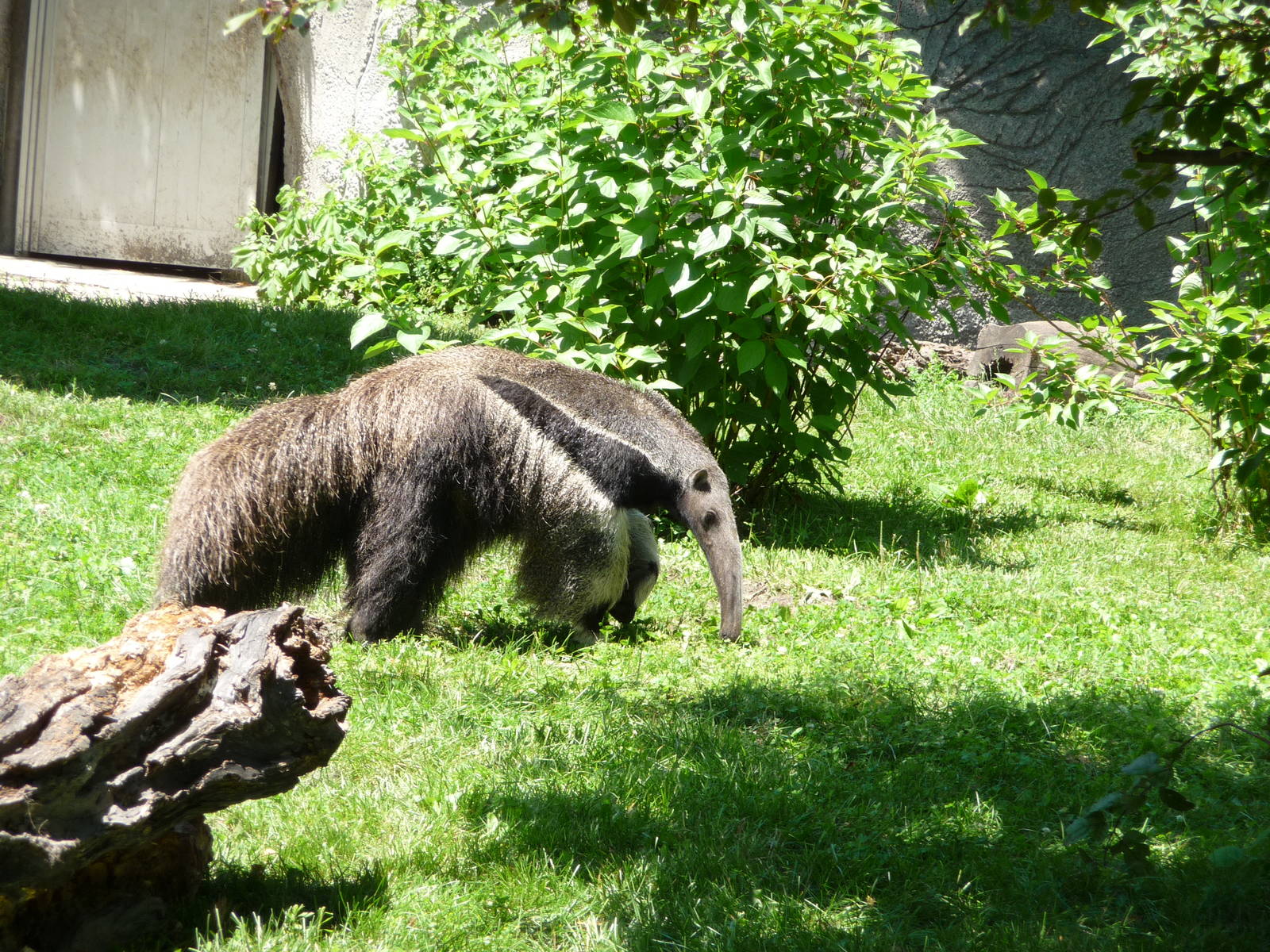 Giant Anteater - Detroit Zoo