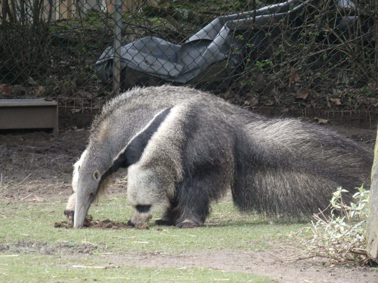 Giant anteater digging