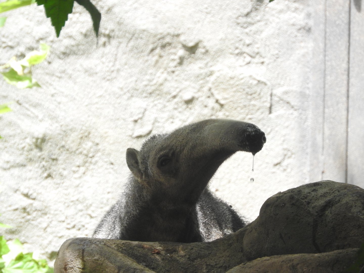 Giant Anteater drinking