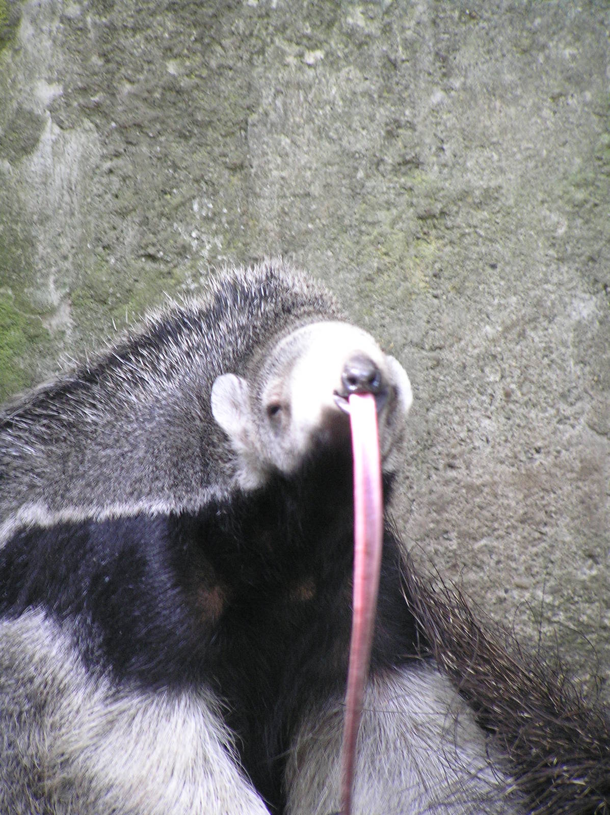 Giant anteater - Duisburg - 2006