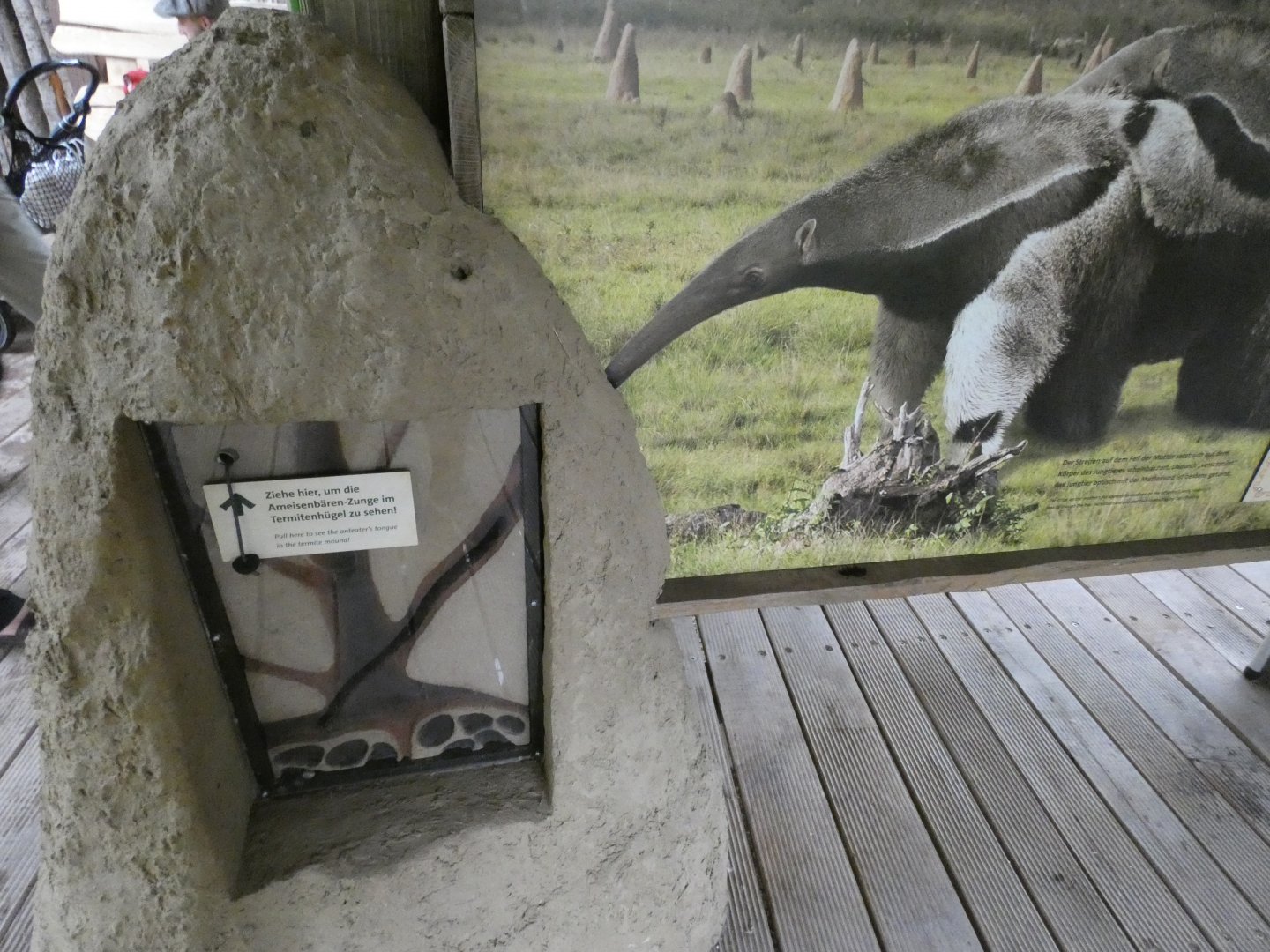 Giant Anteater Educational Signage in new South America exhibit