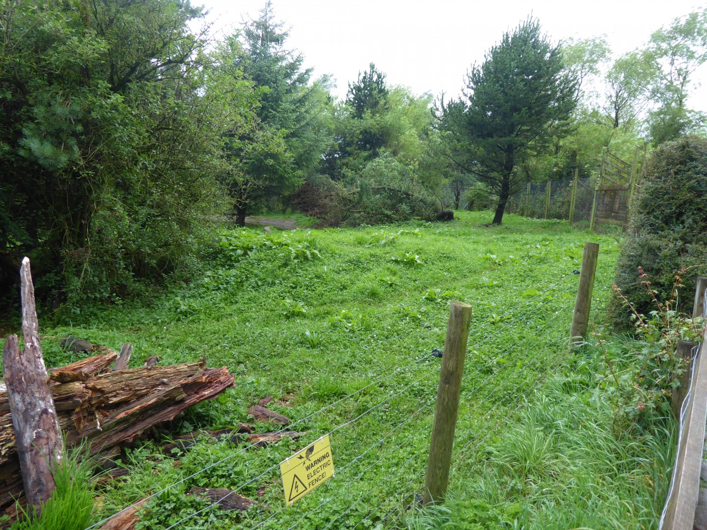 Giant anteater enclosure 020817
