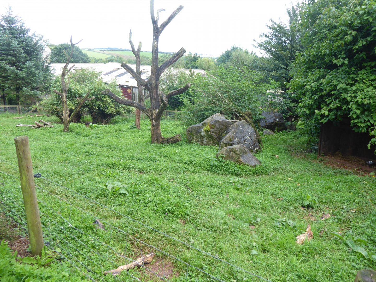 Giant anteater enclosure 020817