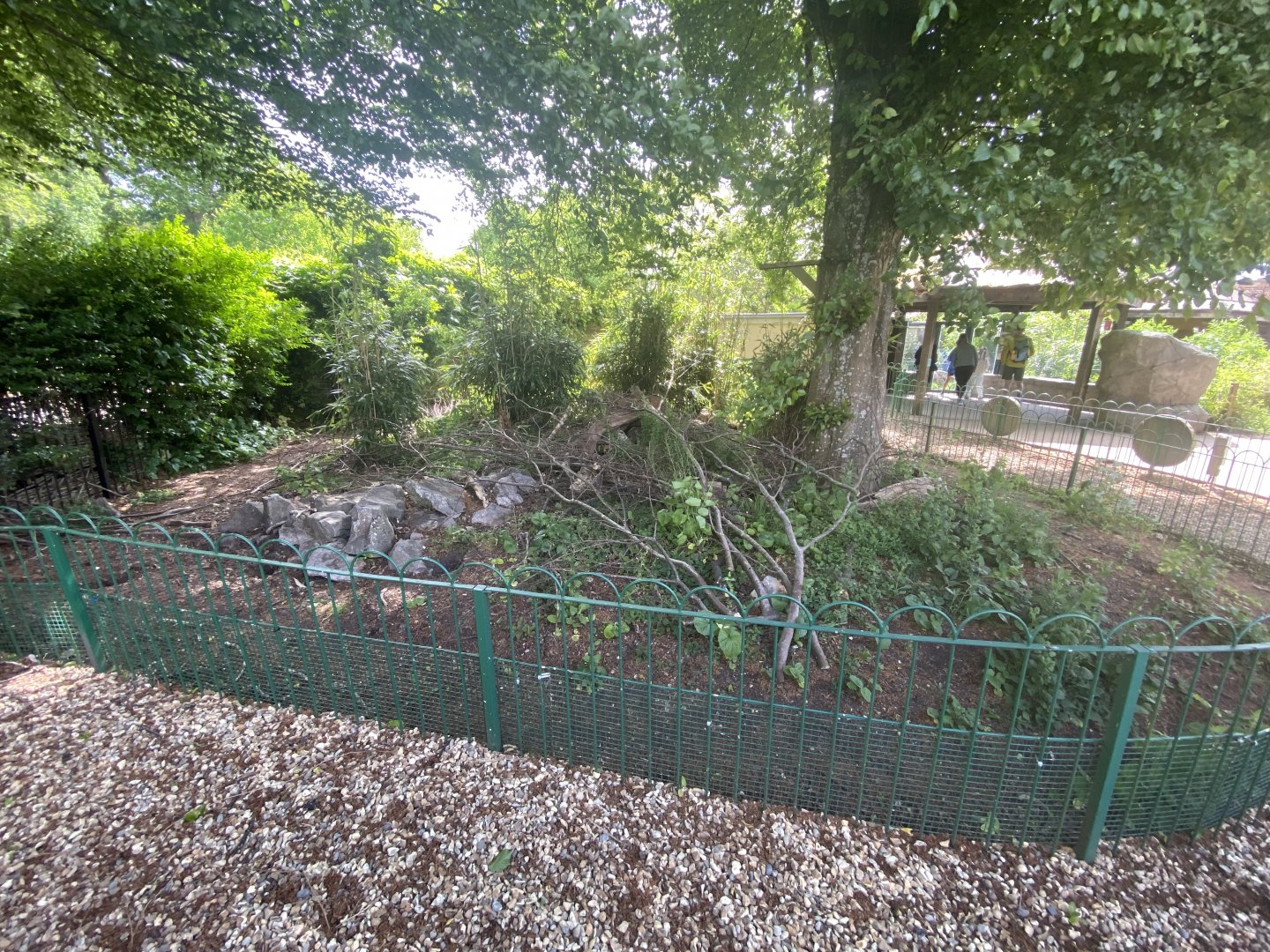 Giant anteater enclosure 1