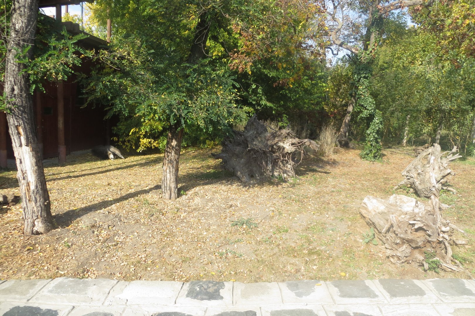 Giant anteater enclosure 171018