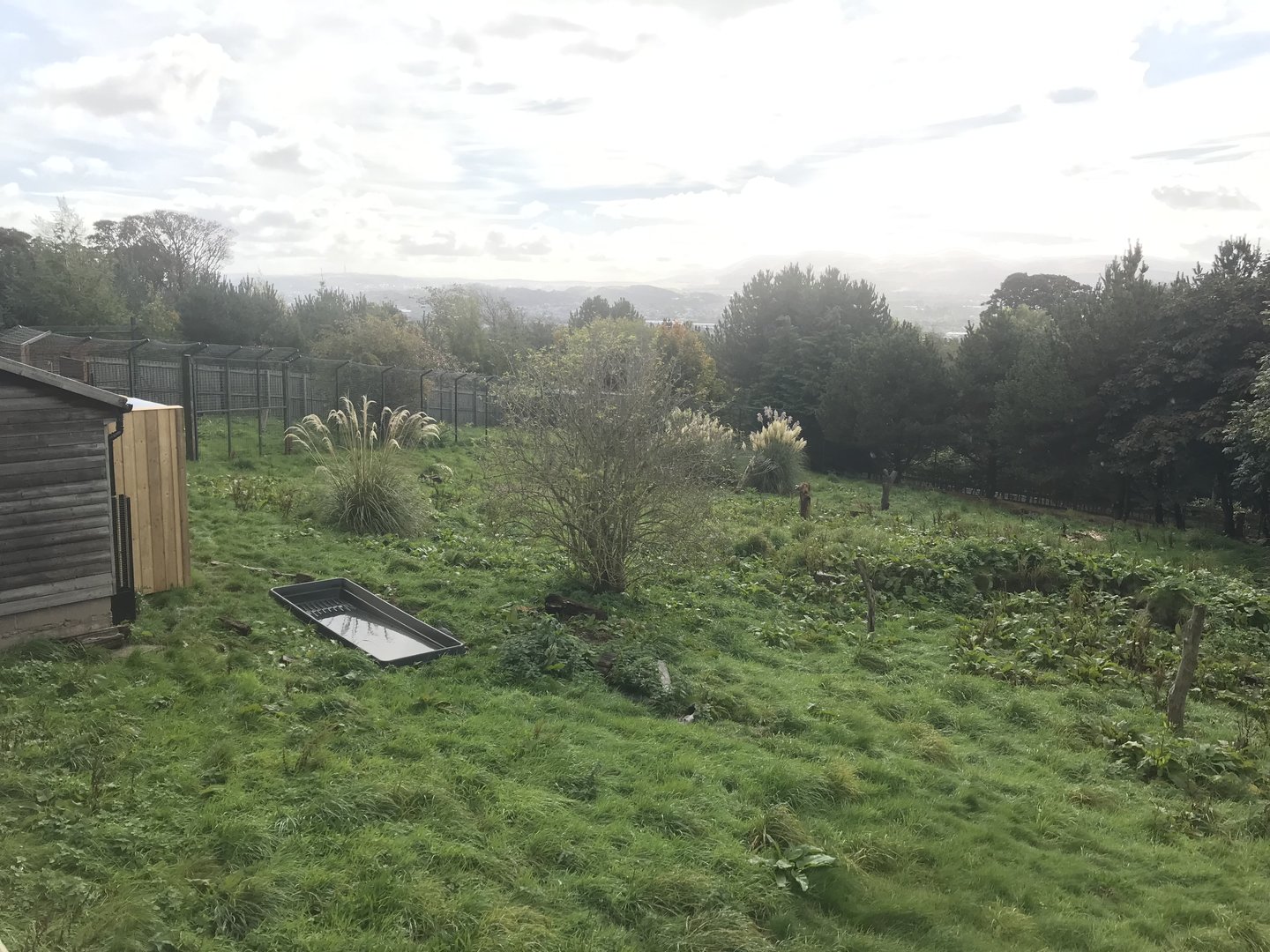 Giant anteater enclosure (2)