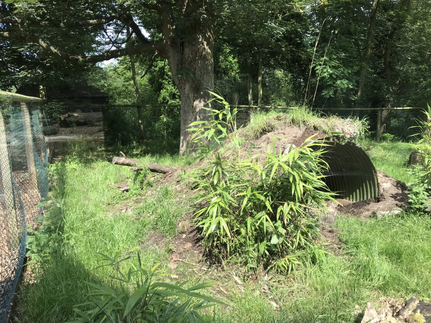 Giant anteater enclosure 230619