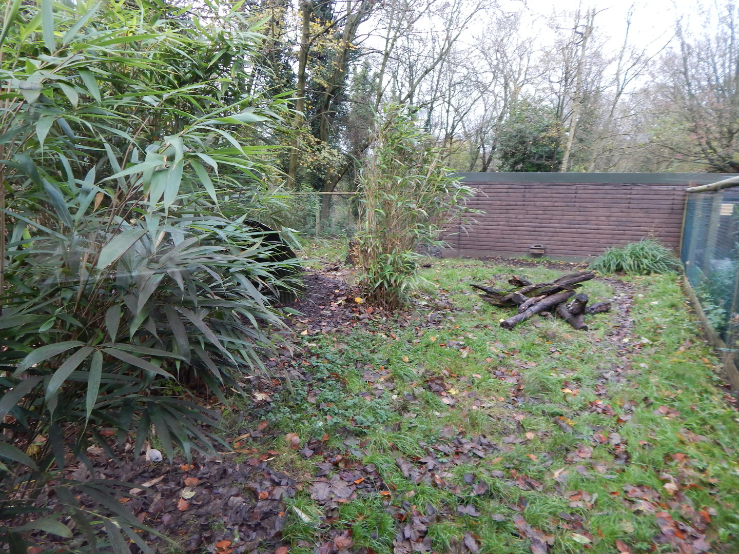 Giant anteater enclosure 241122