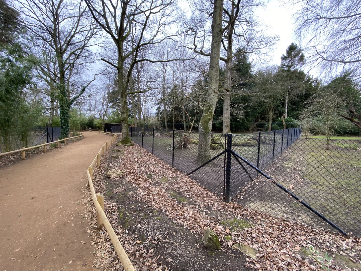 Giant anteater enclosure 280222