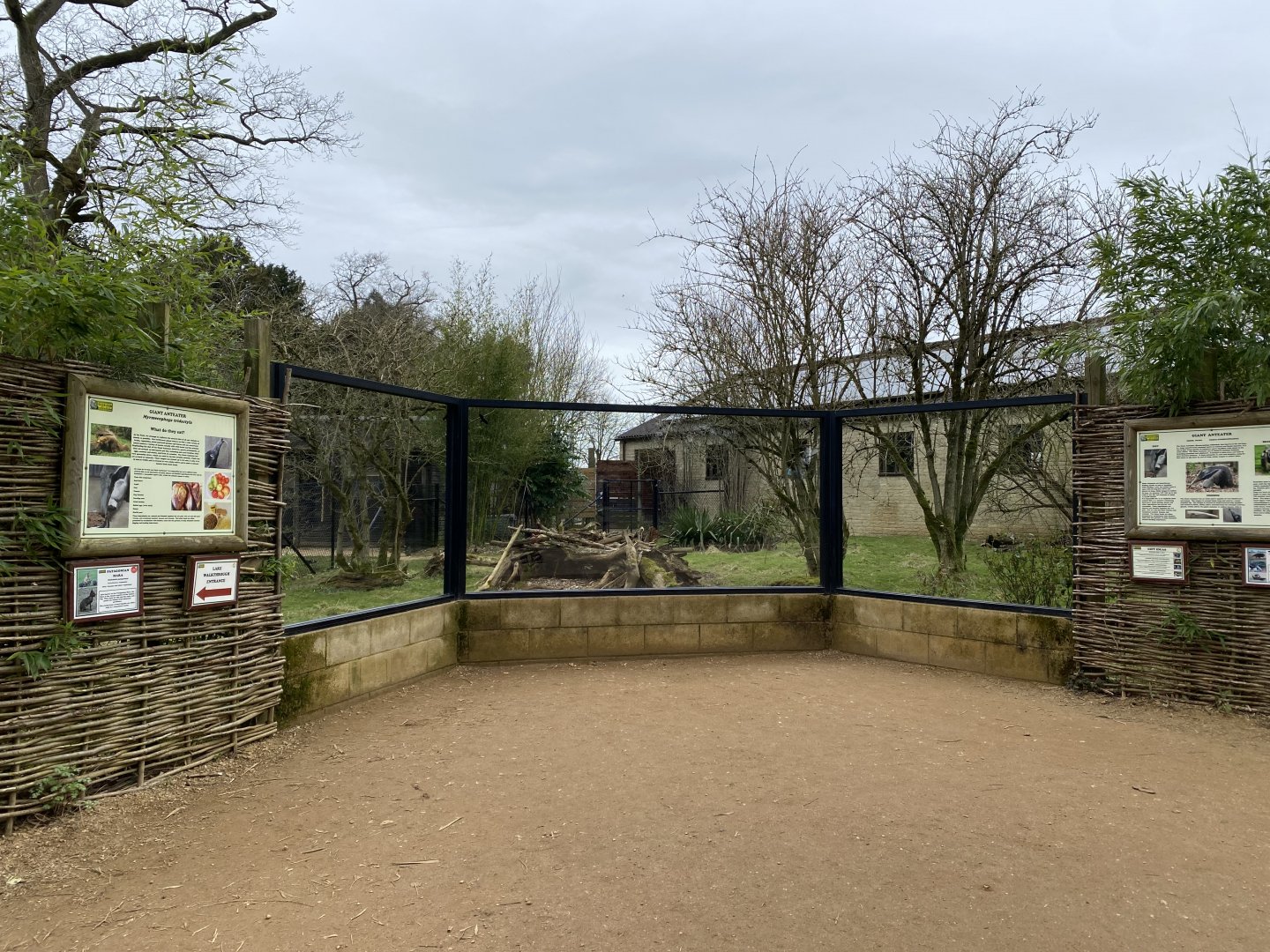 Giant anteater enclosure 280222