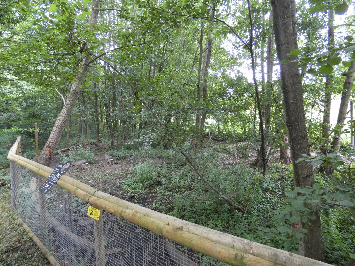 Giant anteater enclosure (3)