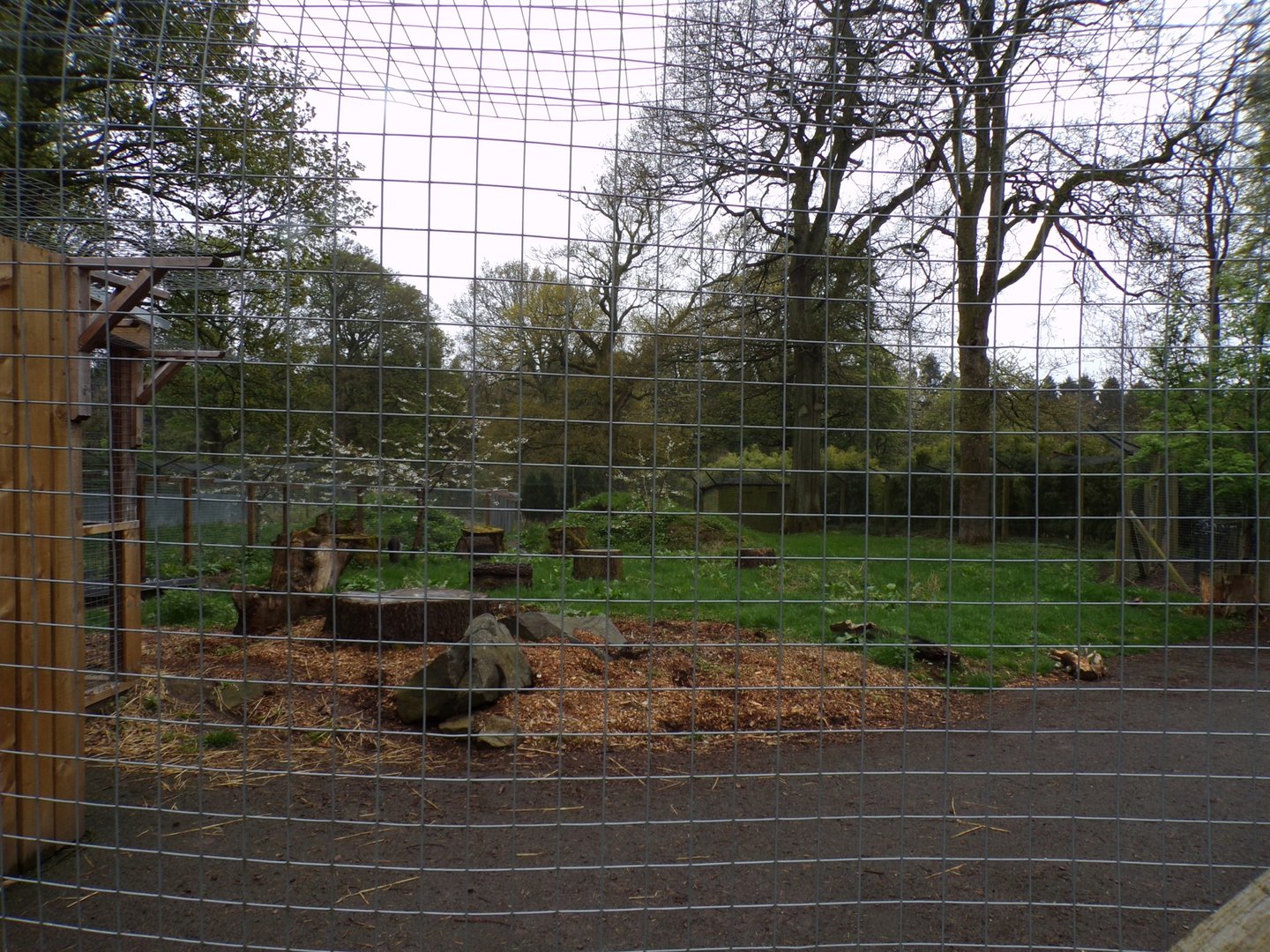 Giant anteater enclosure 7.5.23