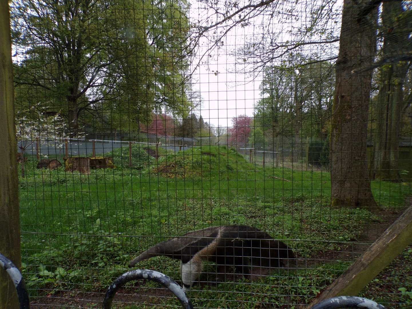 Giant anteater enclosure 7.5.23
