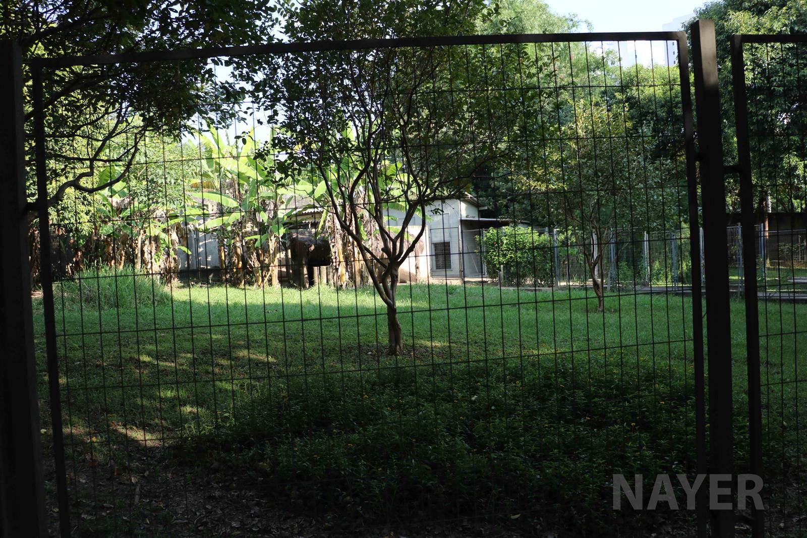 Giant anteater enclosure, April 2016