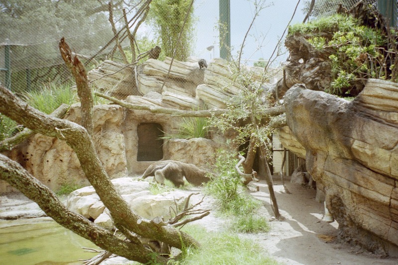 Giant Anteater Enclosure