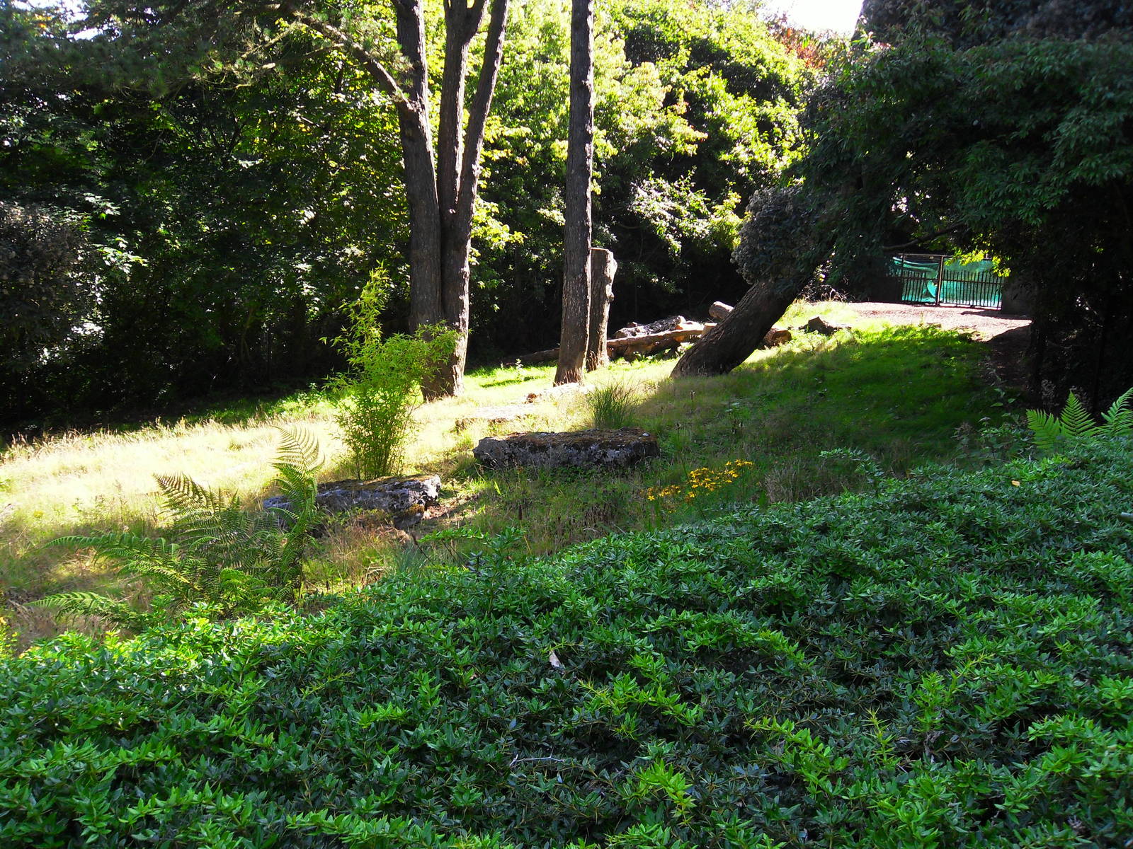 Giant Anteater Enclosure