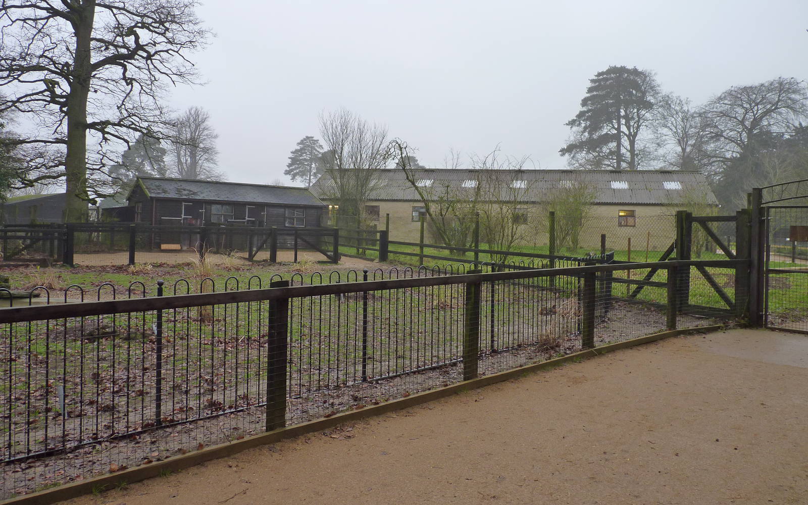 Giant Anteater Enclosure