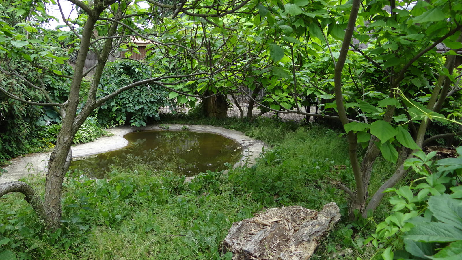 Giant Anteater enclosure