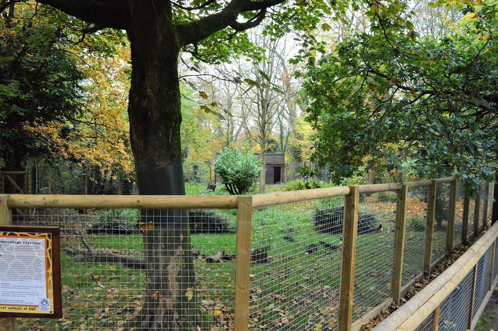 Giant anteater enclosure