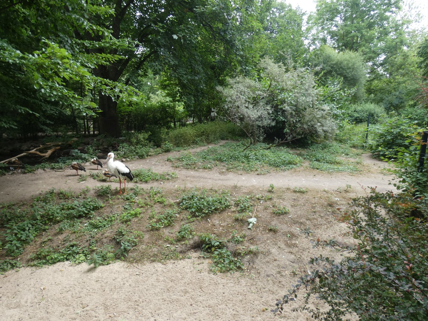 Giant Anteater enclosure