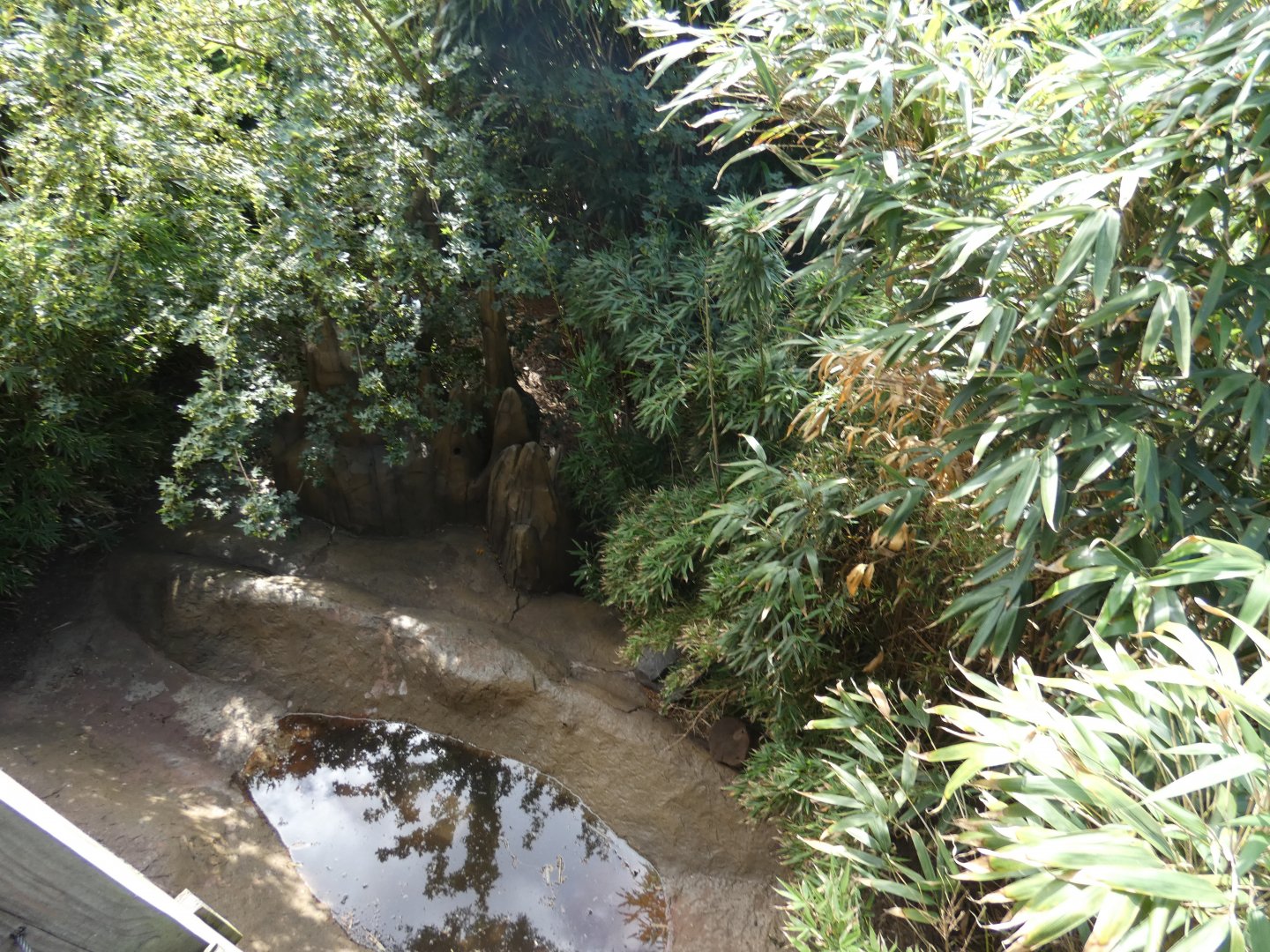 Giant Anteater enclosure