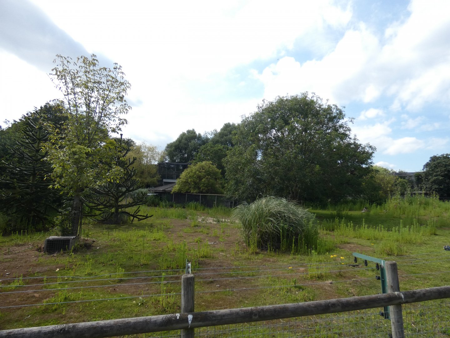 Giant Anteater enclosure