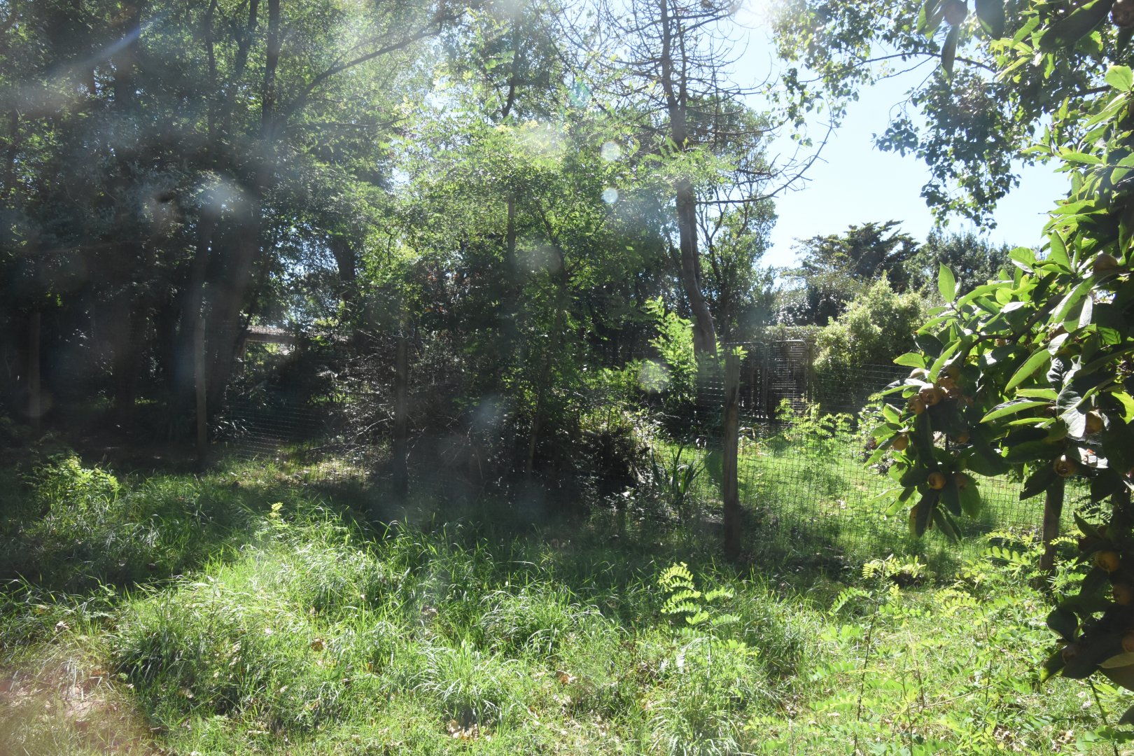 Giant Anteater enclosure