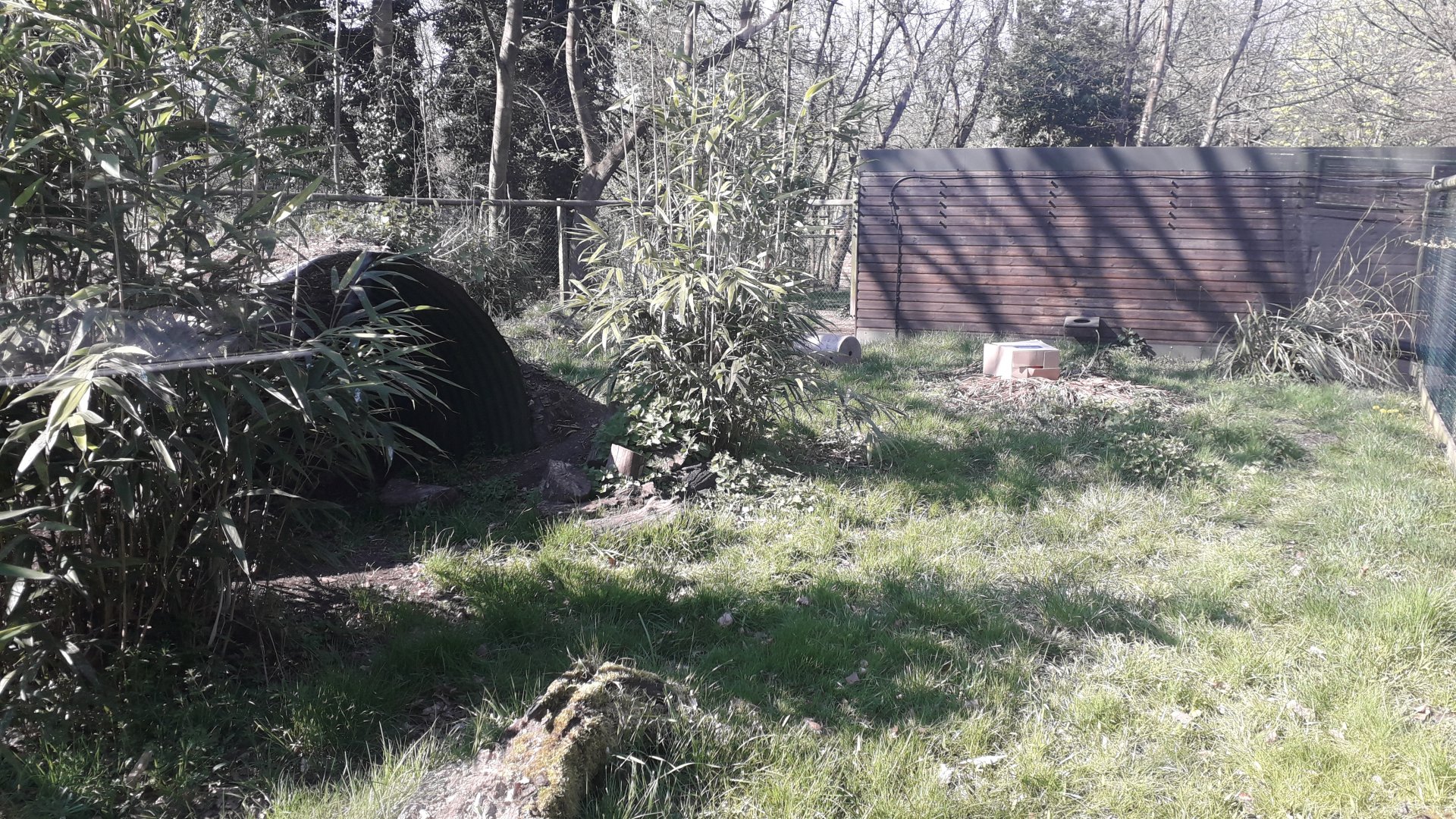 Giant Anteater Enclosure