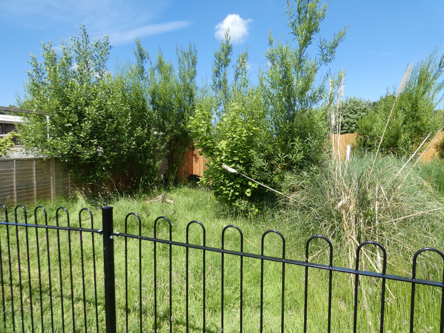 Giant anteater enclosure