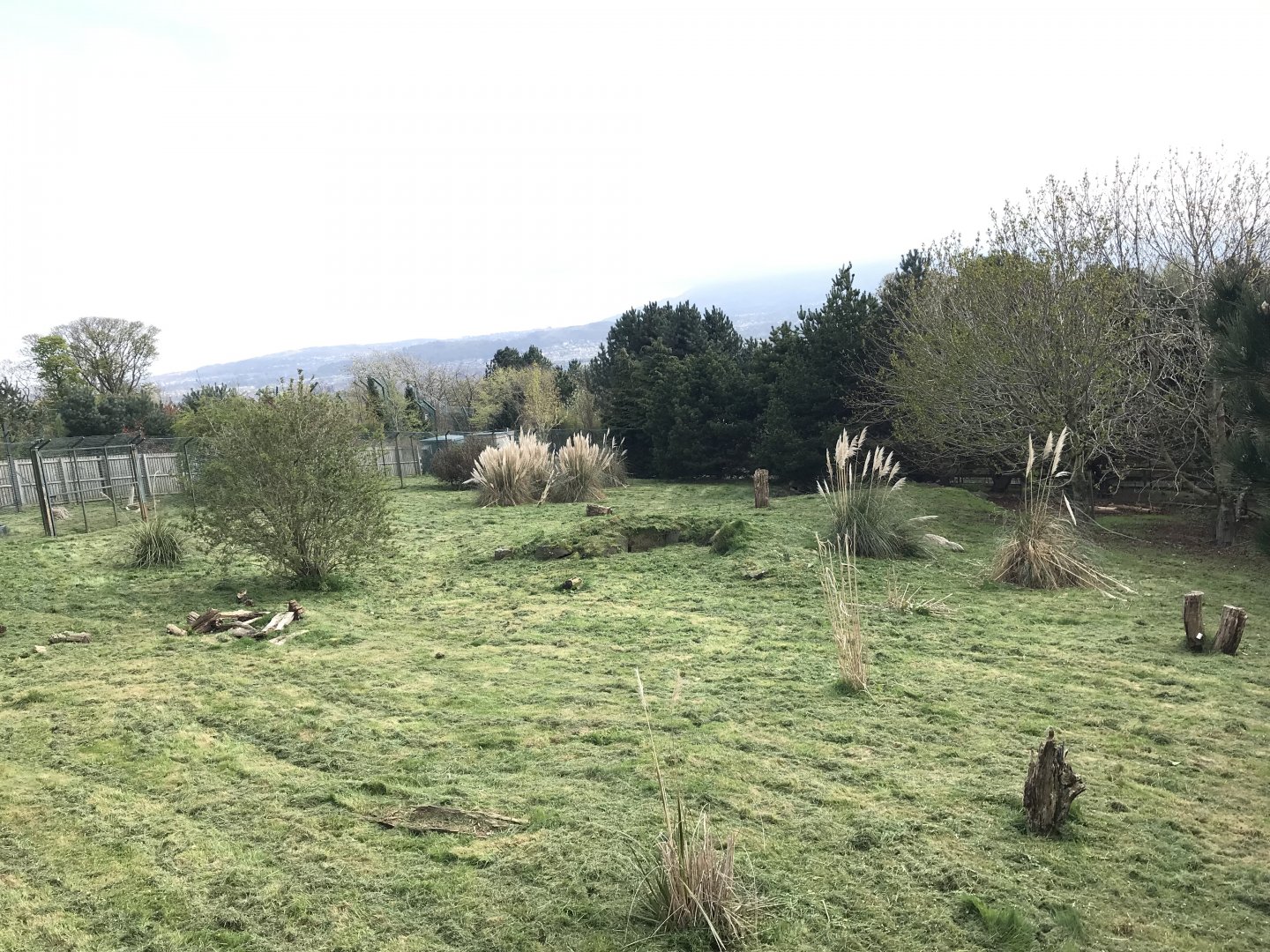 Giant anteater enclosure