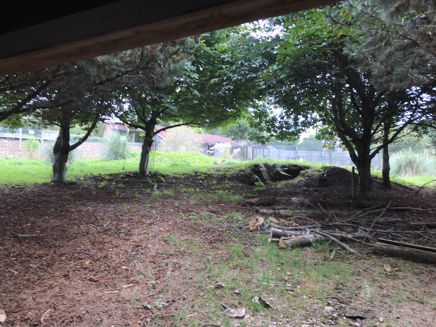 Giant anteater enclosure