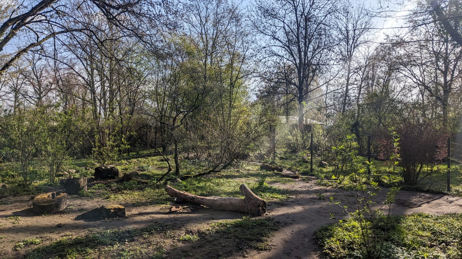 Giant Anteater Enclosure