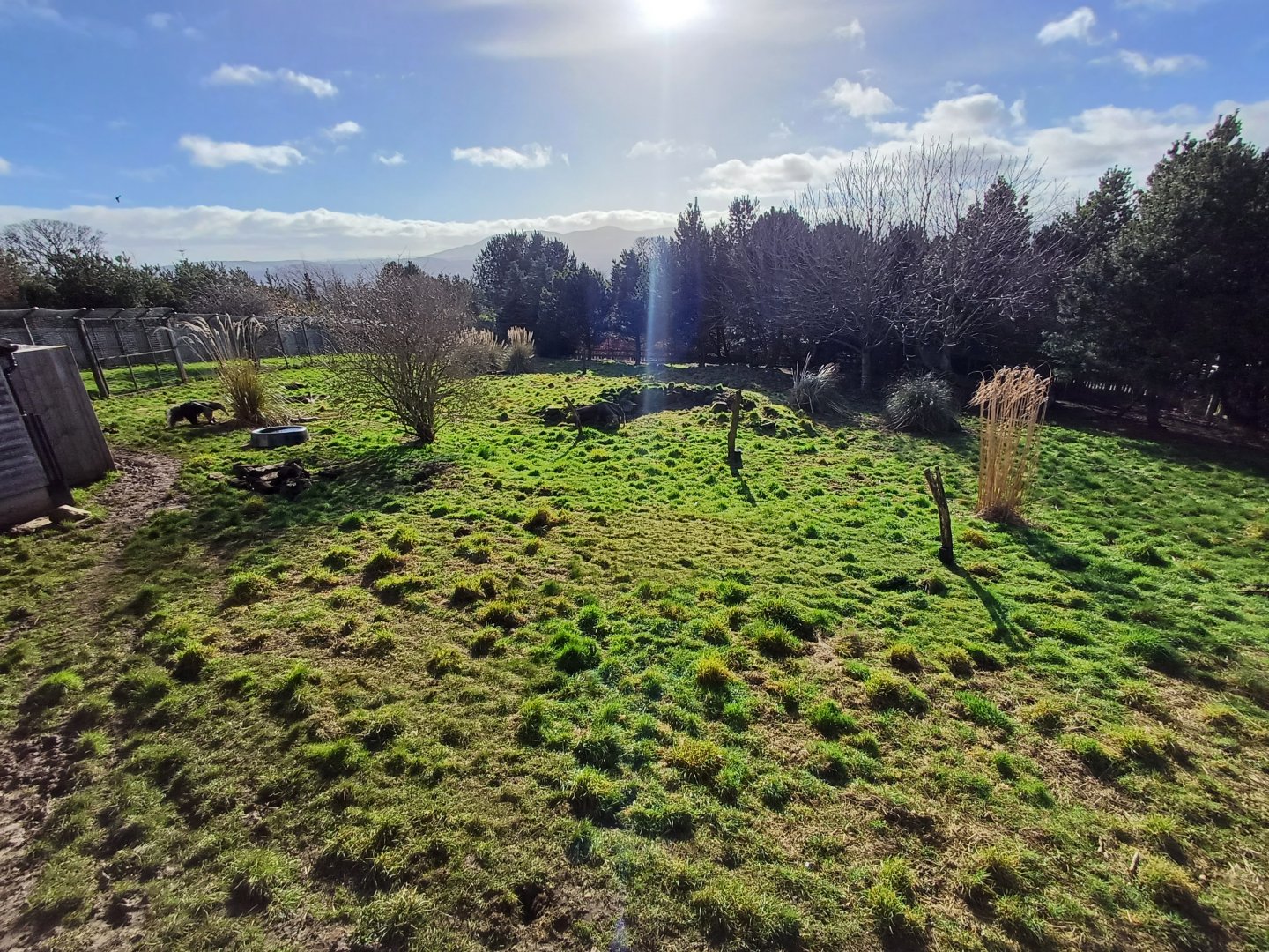Giant Anteater- enclosure