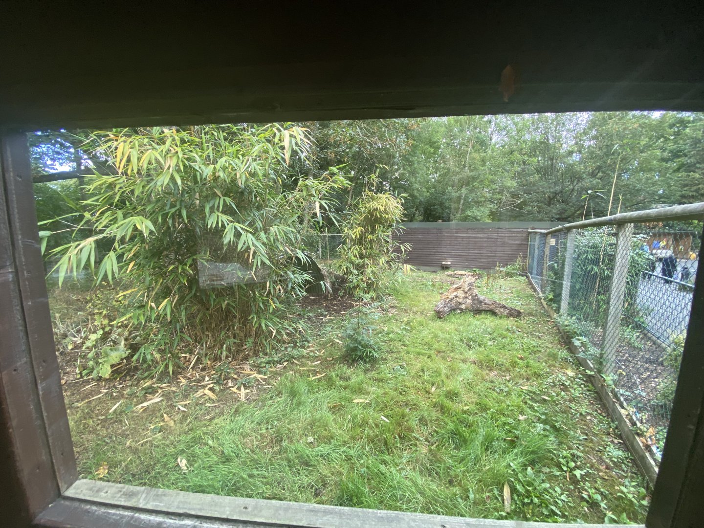 Giant anteater enclosure