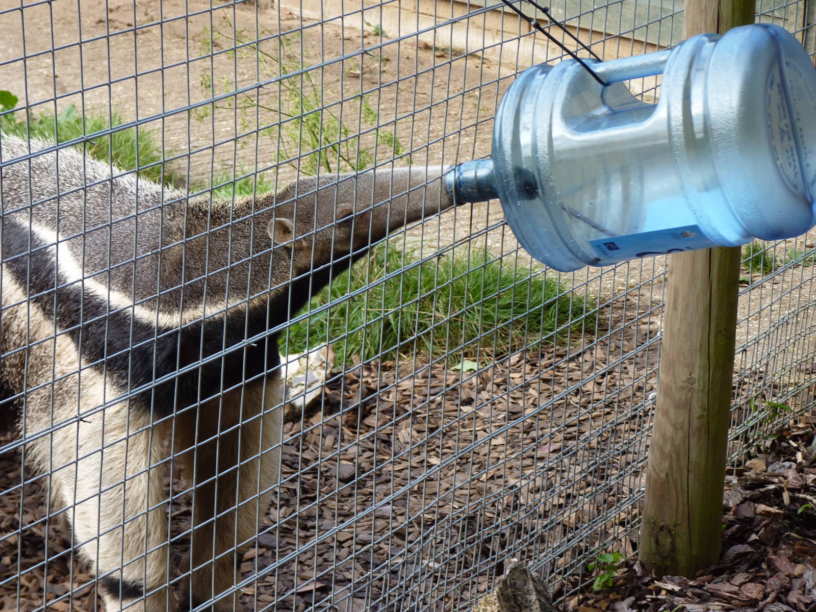 Giant Anteater Enrichment