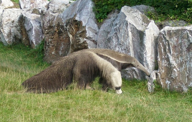 Giant anteater Eskado (New ZOO Posen)