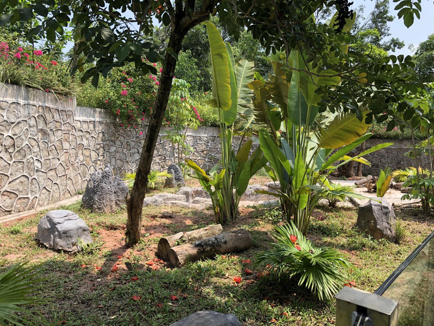 Giant Anteater Exhibit #1