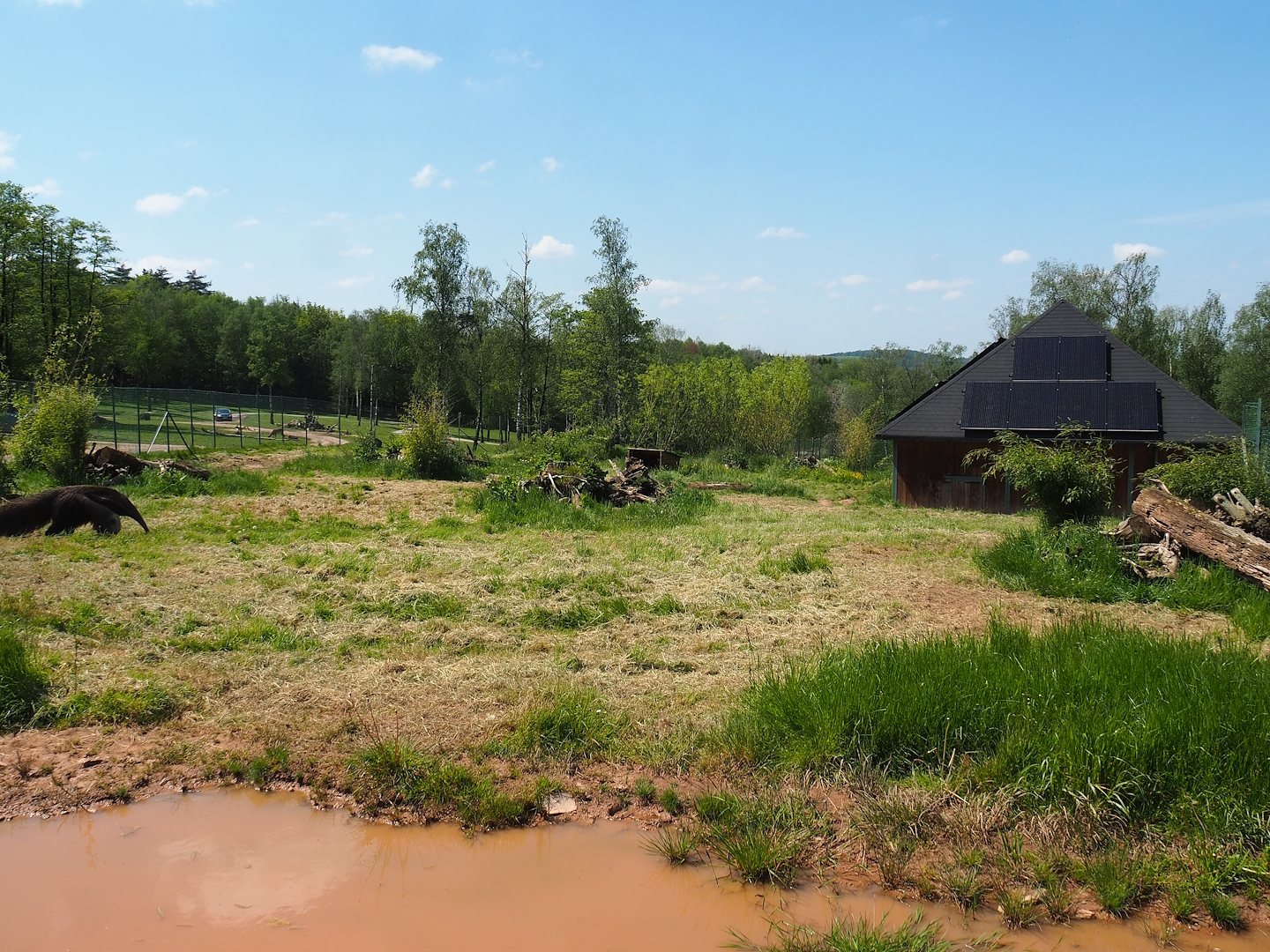 Giant anteater exhibit, 2023-05-19