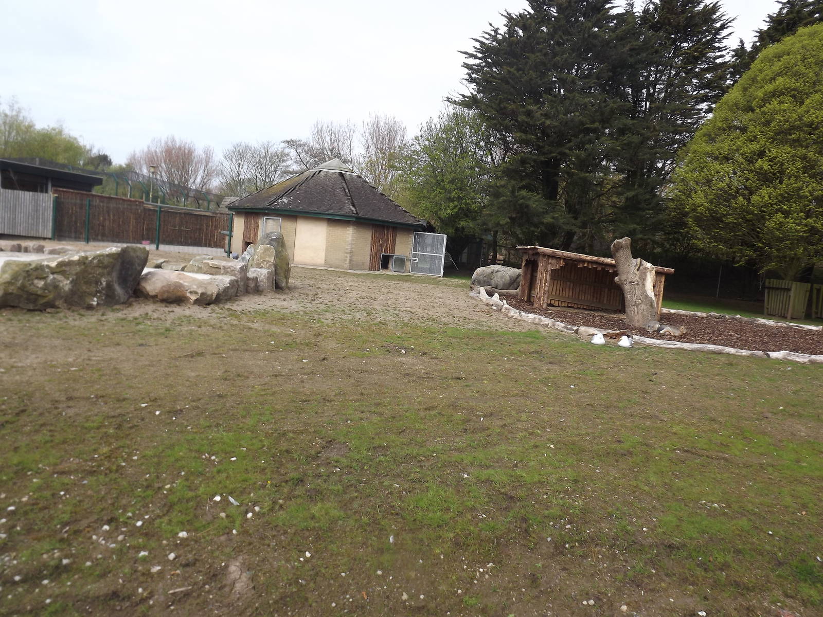 Giant anteater exhibit at Blackpool Zoo 22/04/12