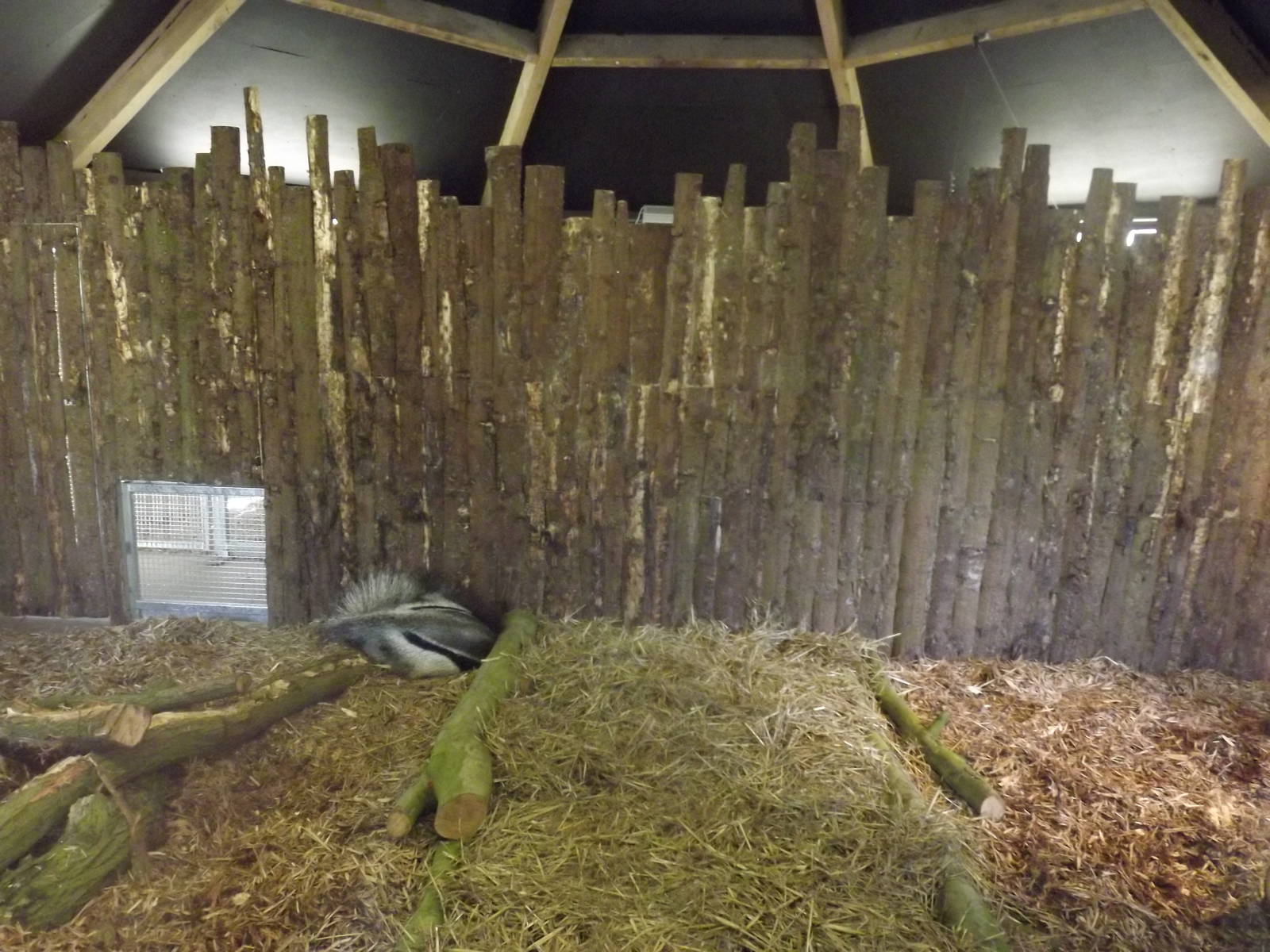 Giant Anteater exhibit at Blackpool Zoo 25/03/12