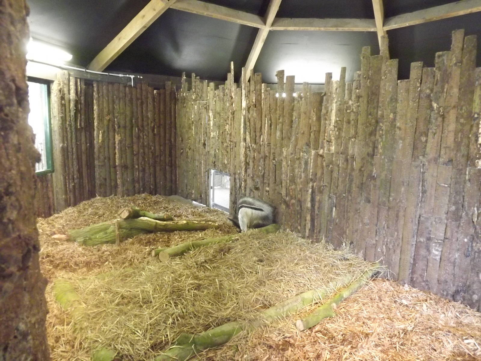 Giant Anteater exhibit at Blackpool Zoo 25/03/12
