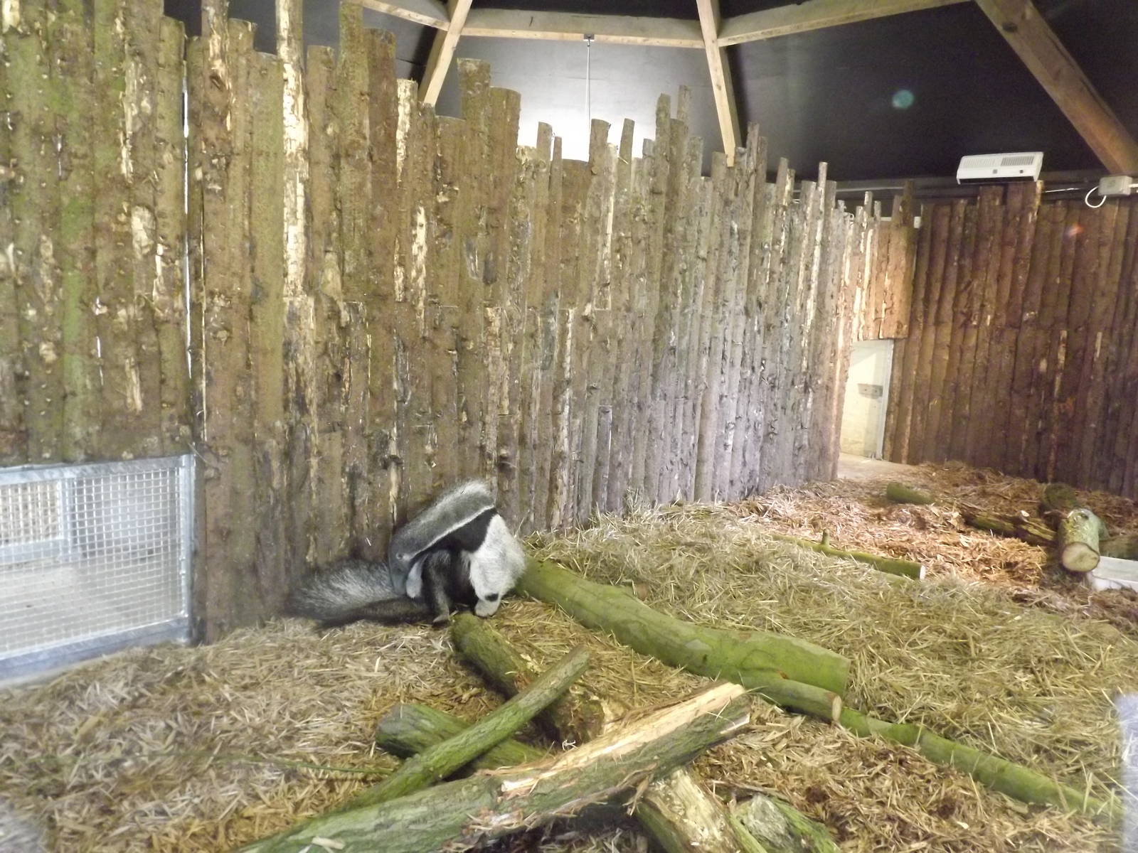 Giant Anteater exhibit at Blackpool Zoo 25/03/12