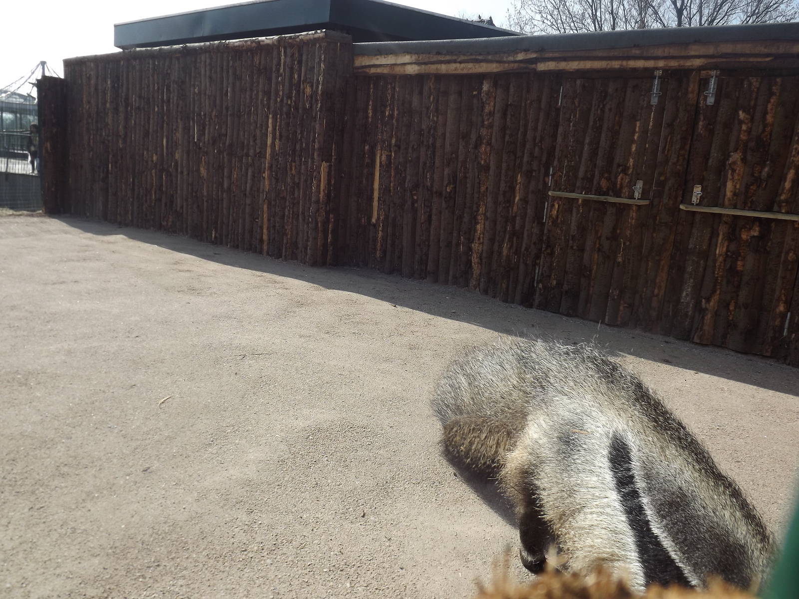 Giant Anteater exhibit at Blackpool Zoo 25/03/12