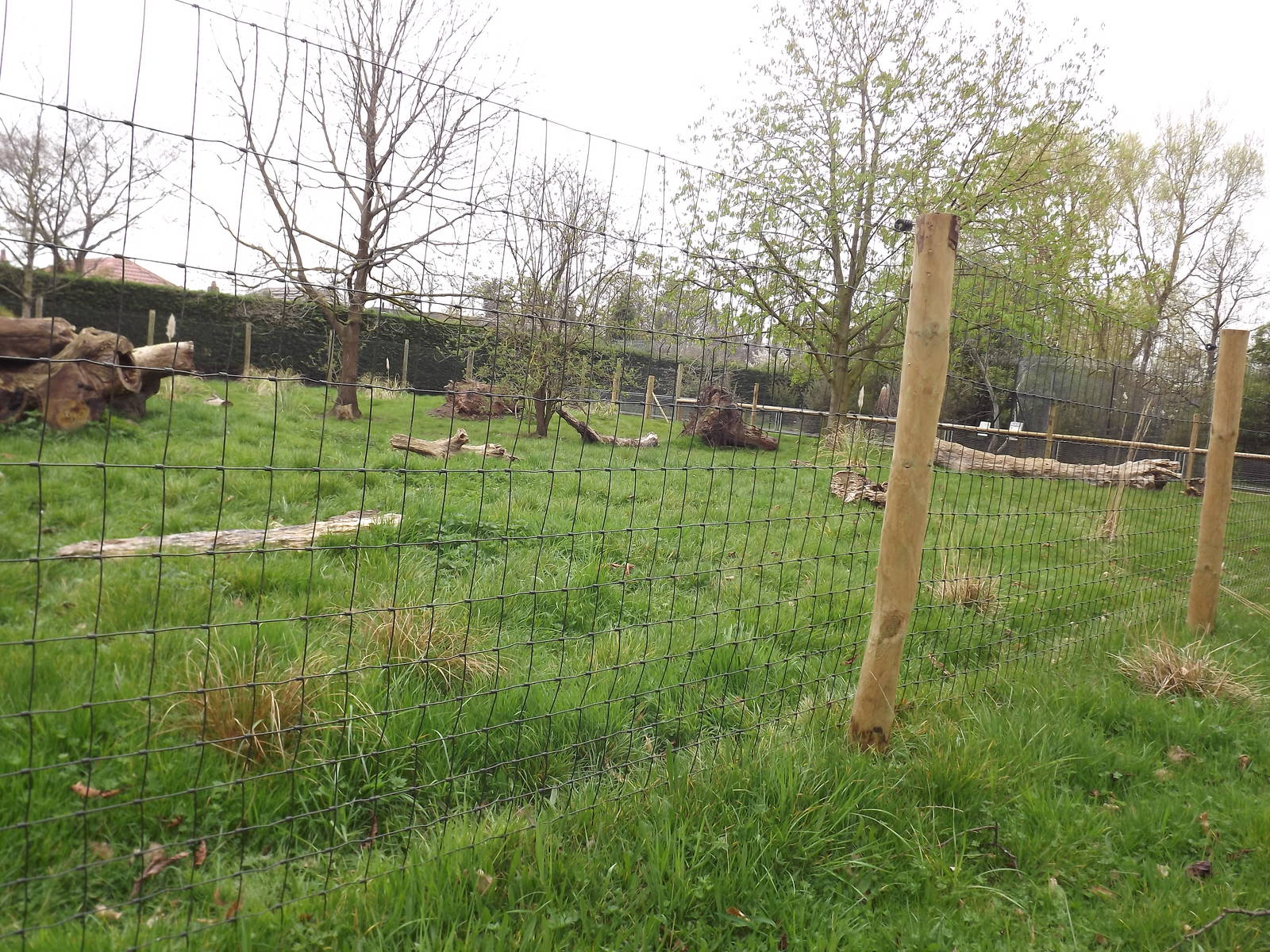 Giant Anteater exhibit at Chester Zoo 31/03/12