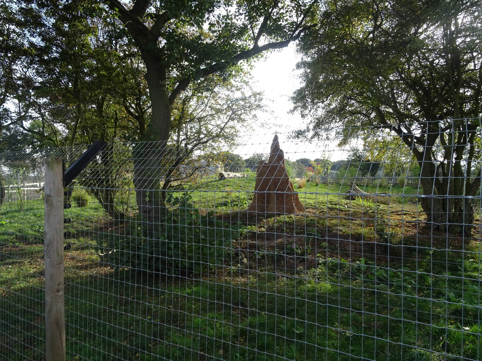 Giant Anteater Exhibit at Yorkshire Wildlife Park