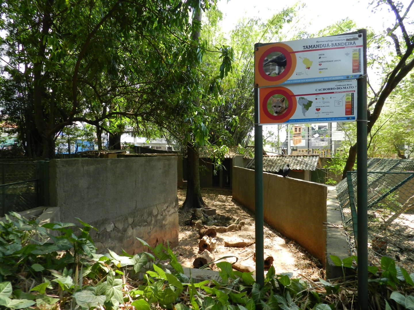 Giant anteater exhibit - Campinas zoo (BDJ)