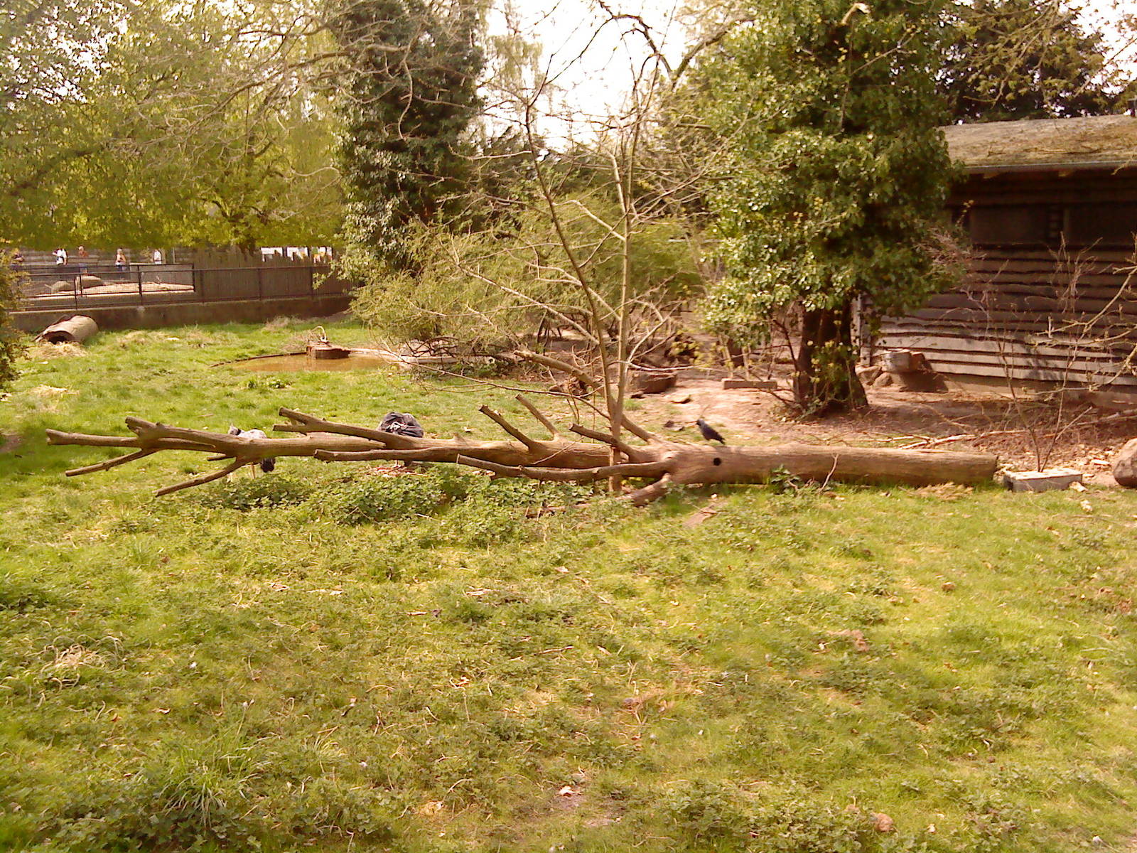 Giant anteater exhibit, Copenhagen Zoo April 2009