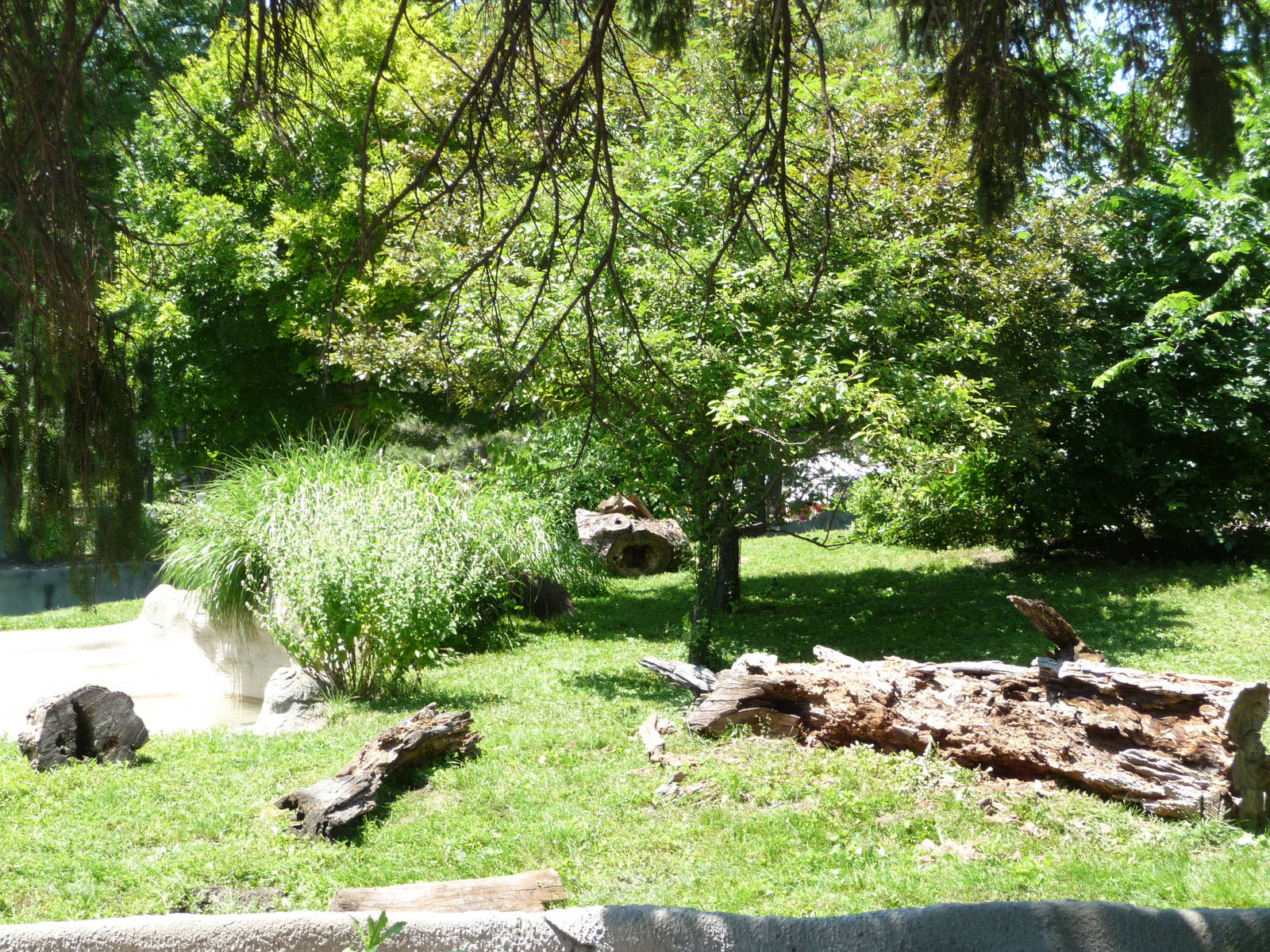 Giant Anteater Exhibit - Detroit Zoo