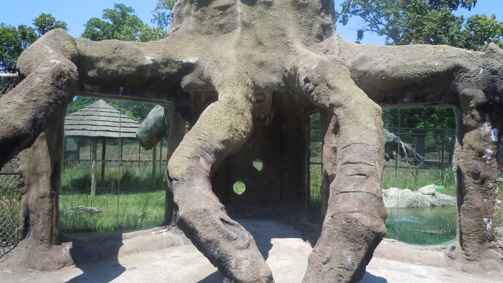Giant Anteater Exhibit Glass Viewing